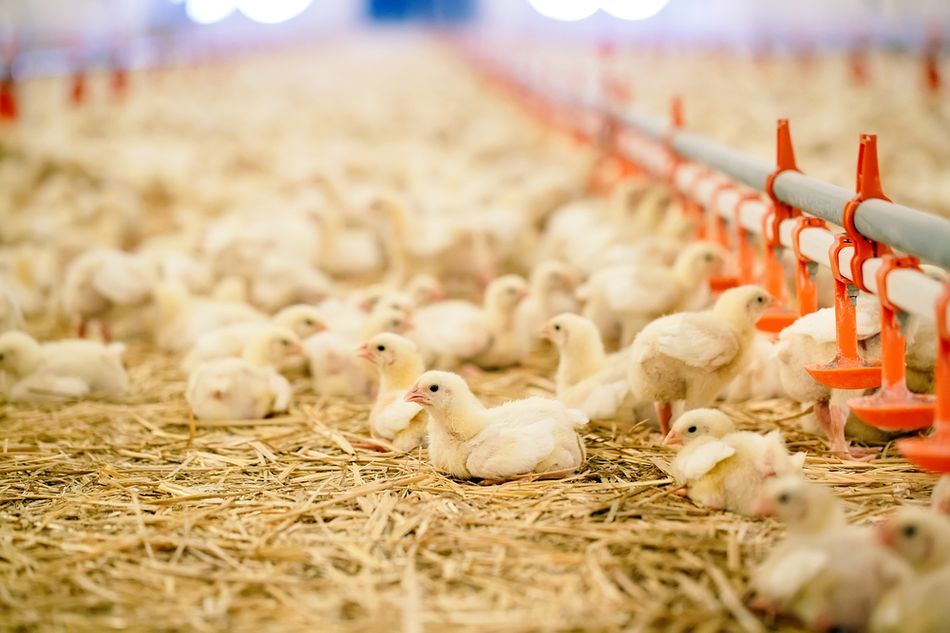 Pakshal - Engineering For Hygiene & Health | Water Treatment for Poultry Farm